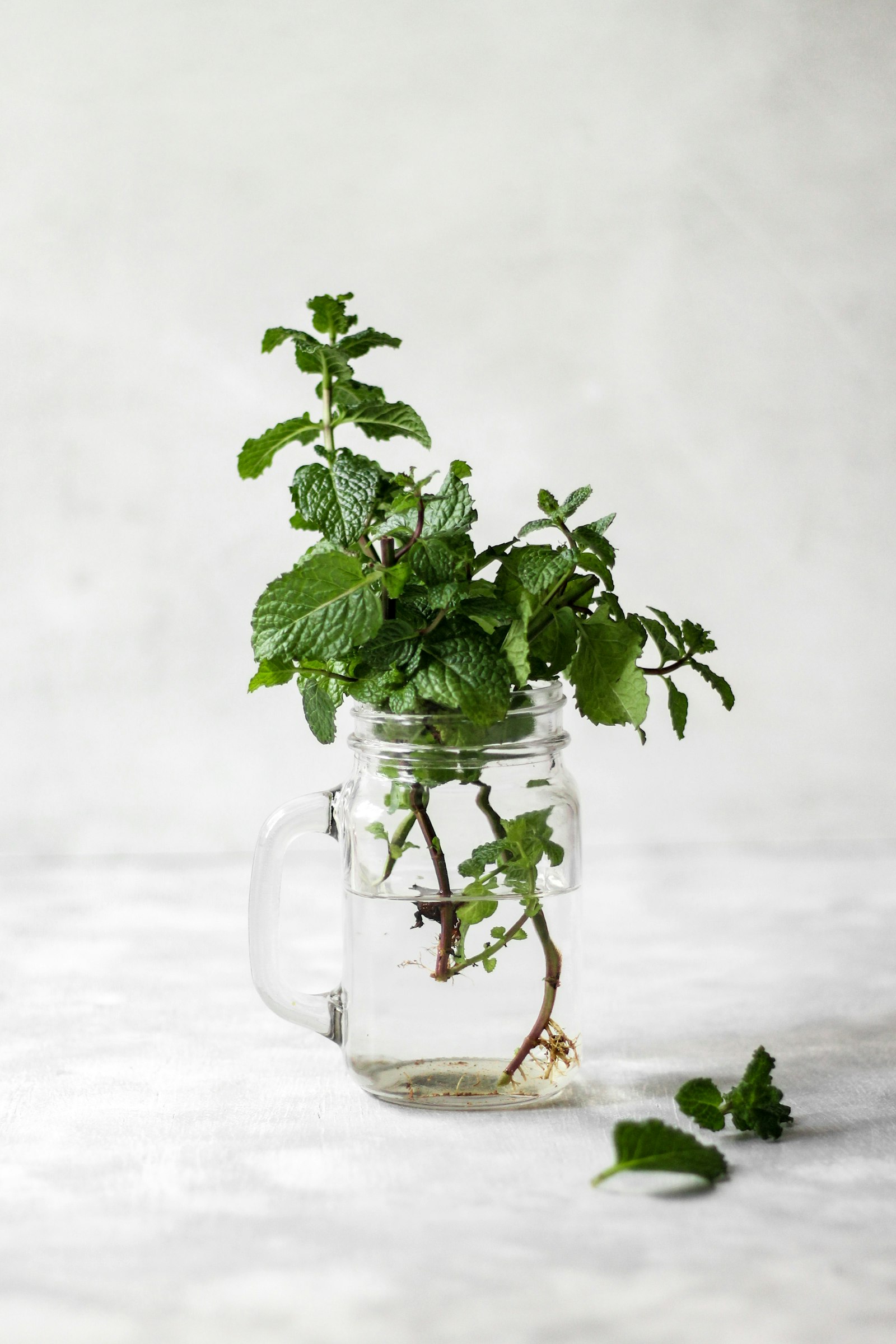 Fresh Mint