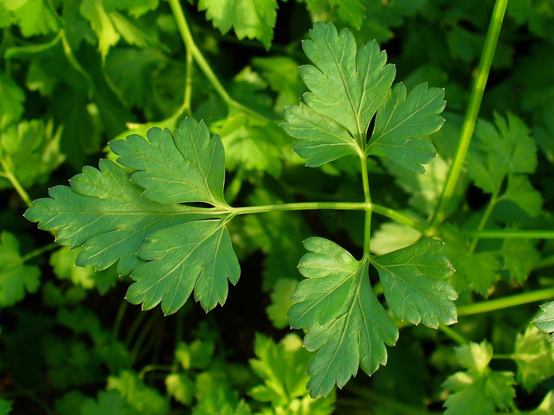 Fresh Parsley